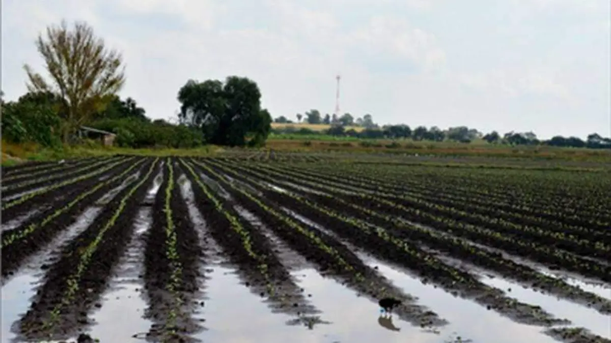 riego tecnificado campos agrícolas